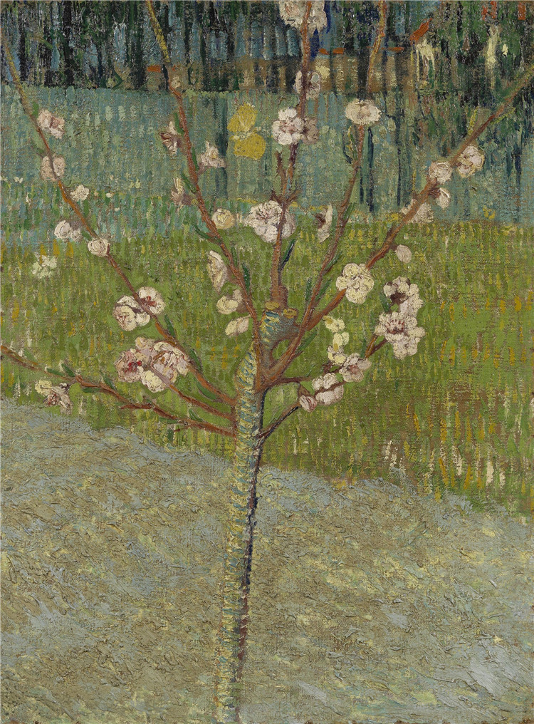 Almond Tree In Blossom Van Gogh Oil Painting